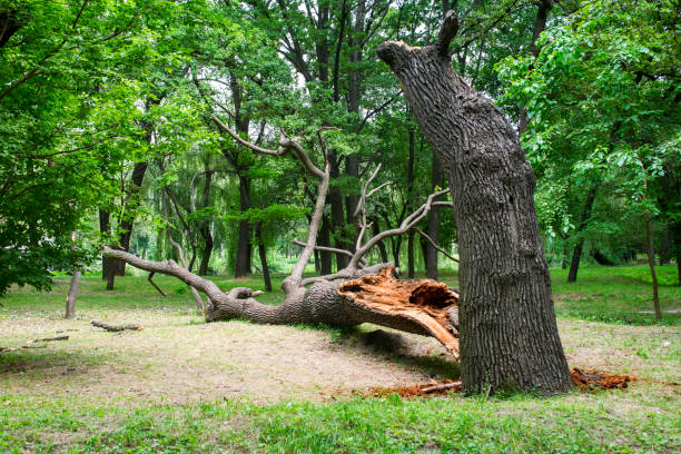 How Our Tree Care Process Works  in  Frankfort, IN