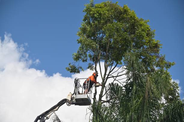 Professional Tree Services in Frankfort, IN